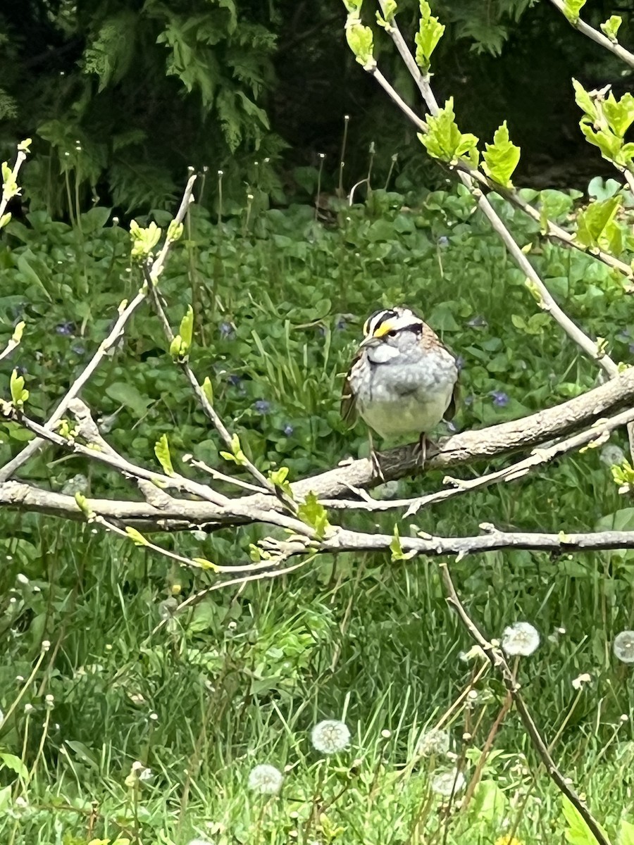 White-throated Sparrow - ML657788224