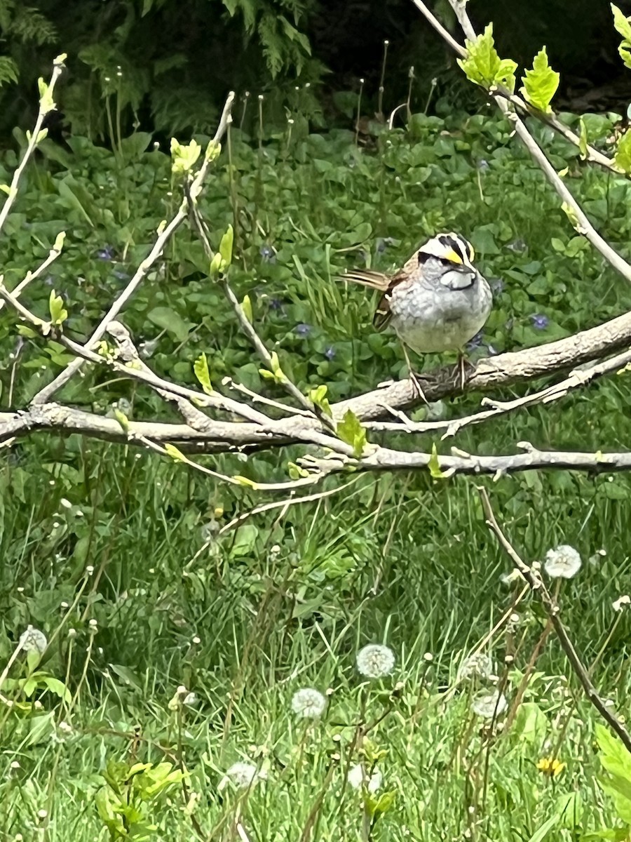 White-throated Sparrow - ML657788225
