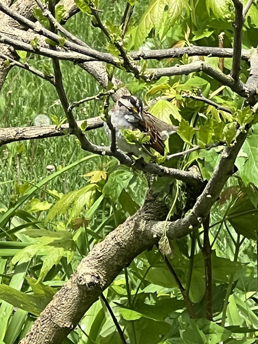 White-throated Sparrow - ML657788227