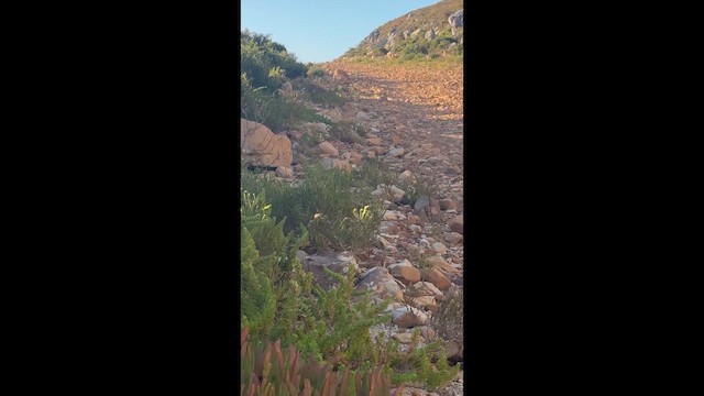 Cape Rockjumper - ML657788244