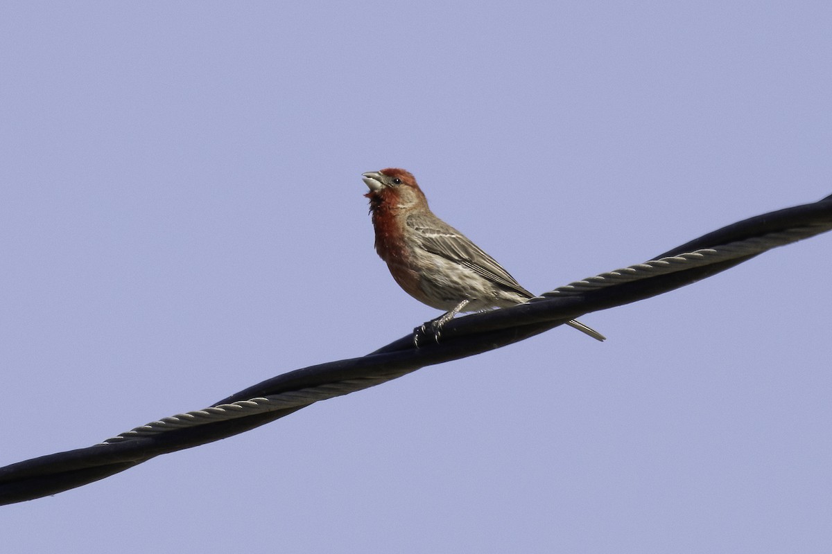 House Finch - ML657788309