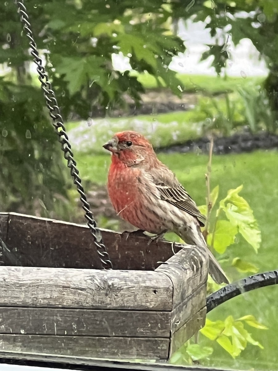 House Finch - ML657788505