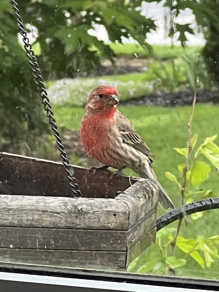 House Finch - ML657788506