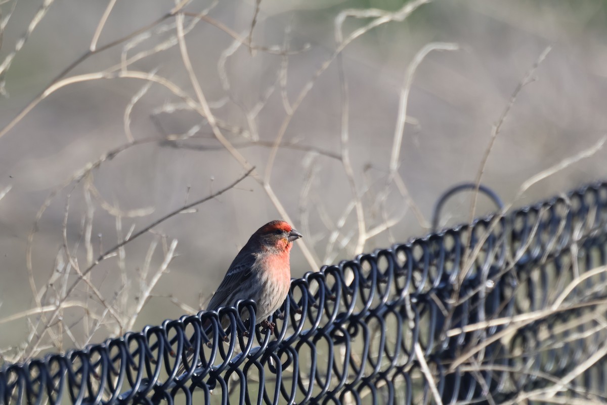 House Finch - ML657789150