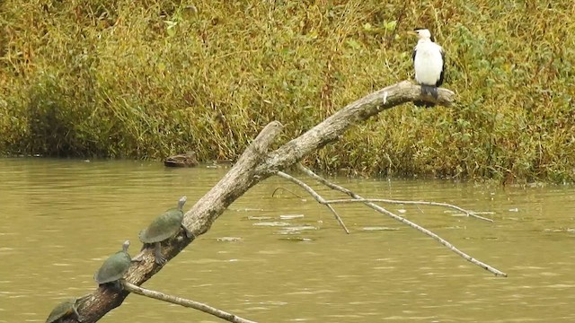 Little Pied Cormorant - ML657789307