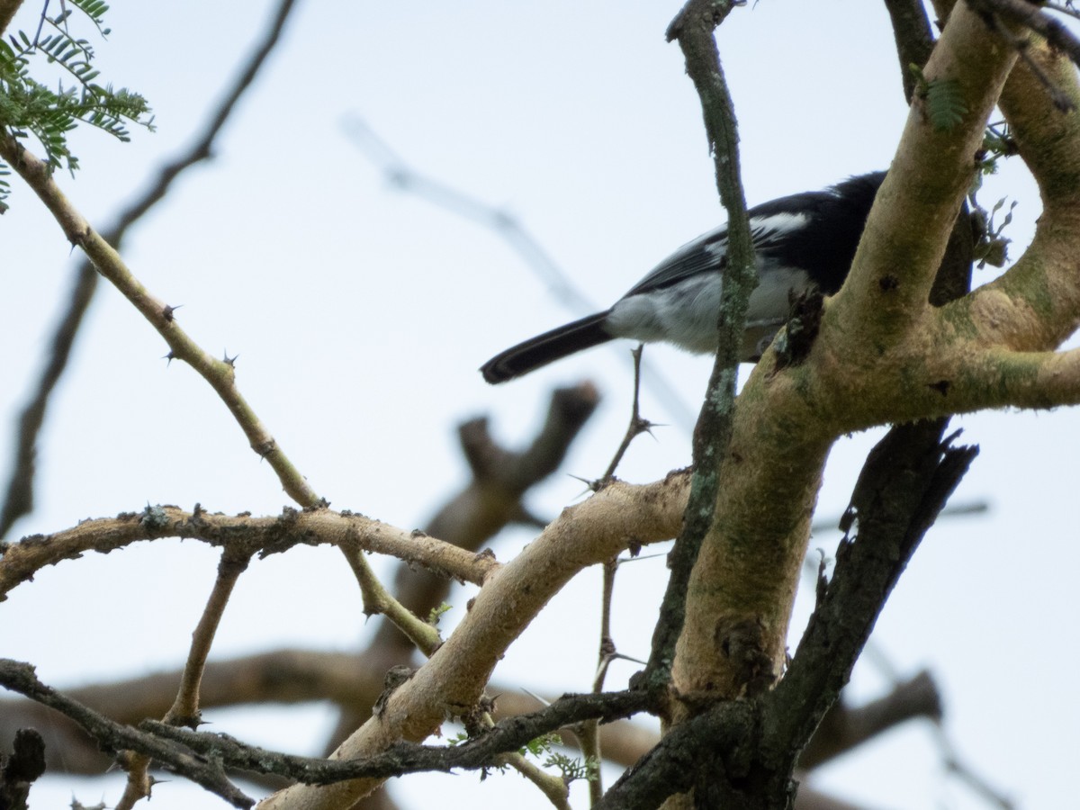 White-bellied Tit - ML657790197