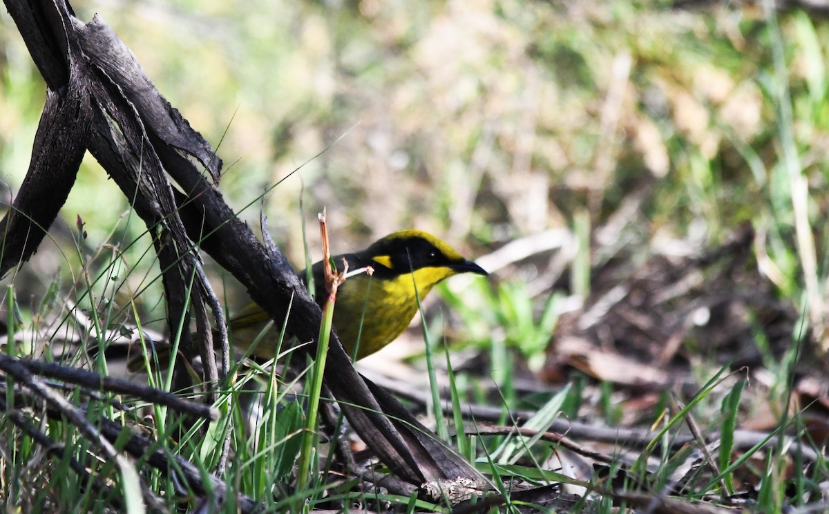 Yellow-tufted Honeyeater - ML657790199