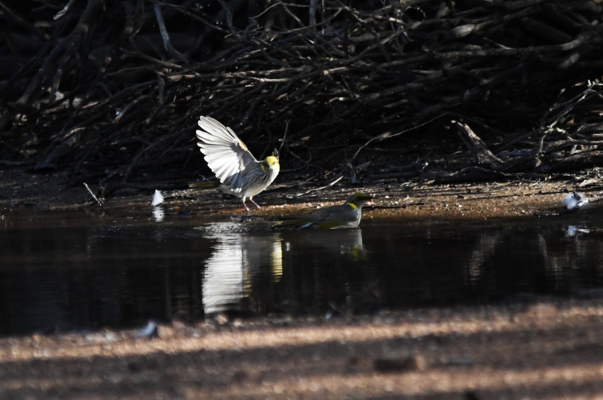 Yellow-plumed Honeyeater - ML657790203