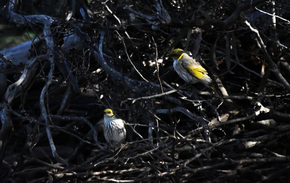 Yellow-plumed Honeyeater - ML657790204