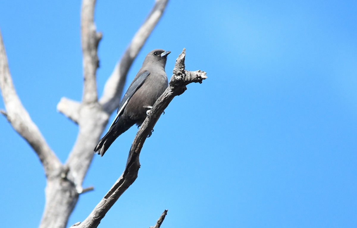 Dusky Woodswallow - ML657790210