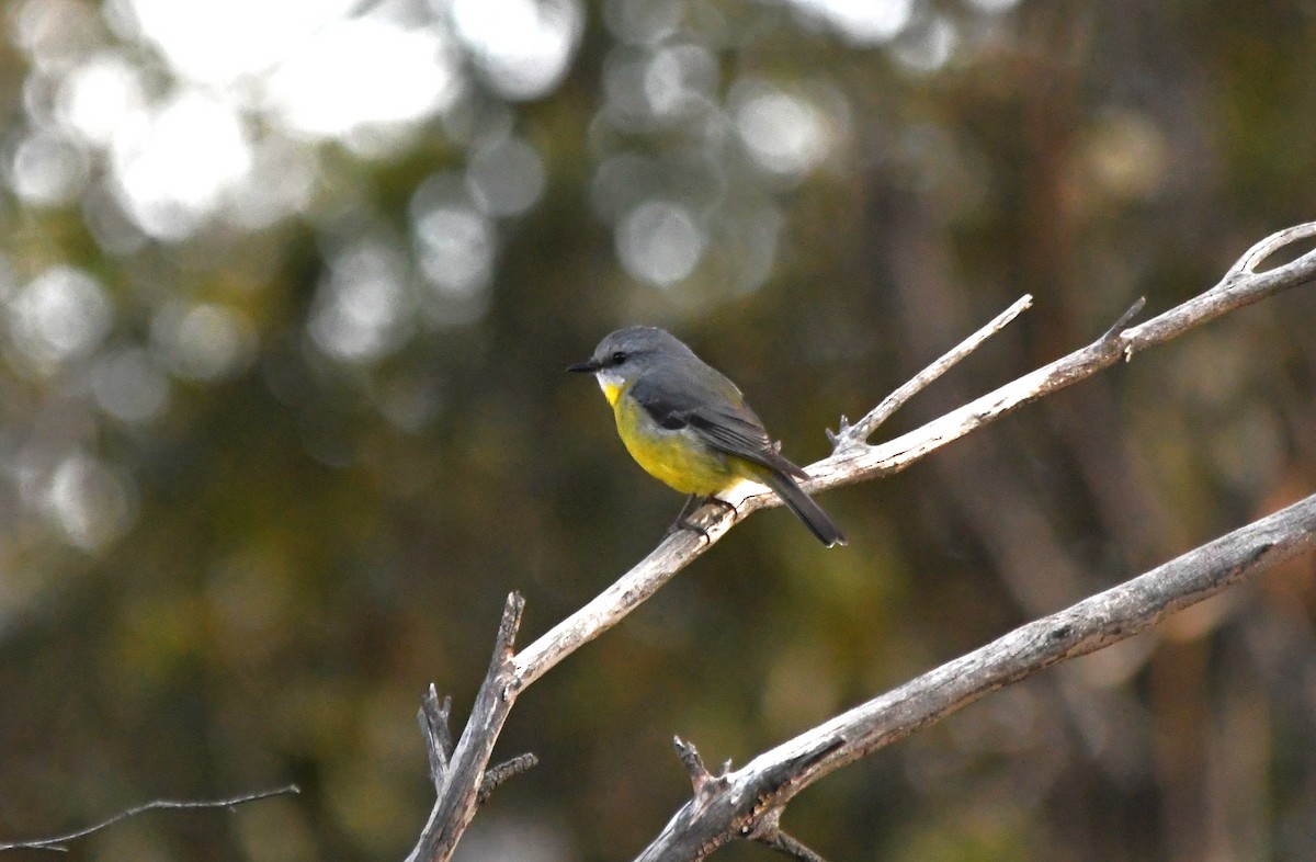 Eastern Yellow Robin - ML657790213