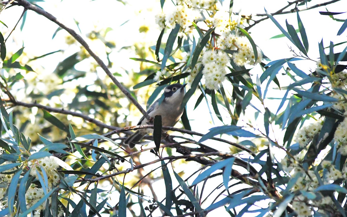 Brown-headed Honeyeater - ML657790216