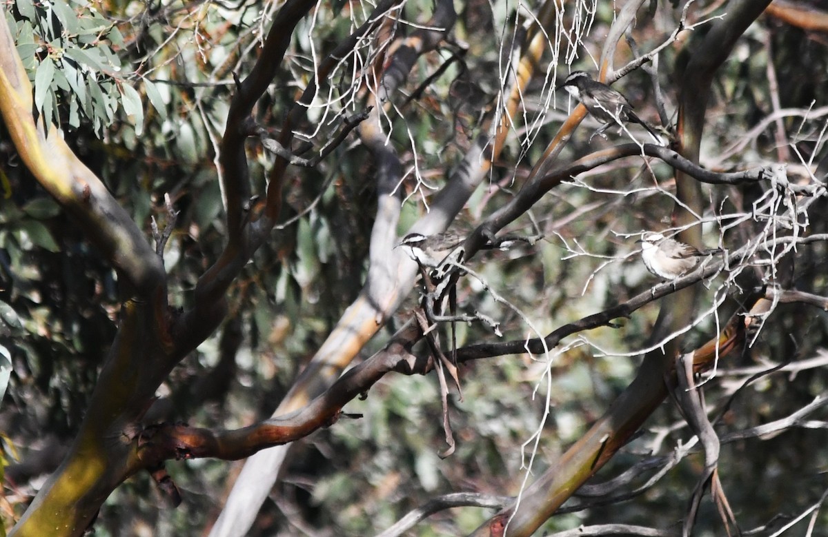 White-browed Babbler - ML657790220