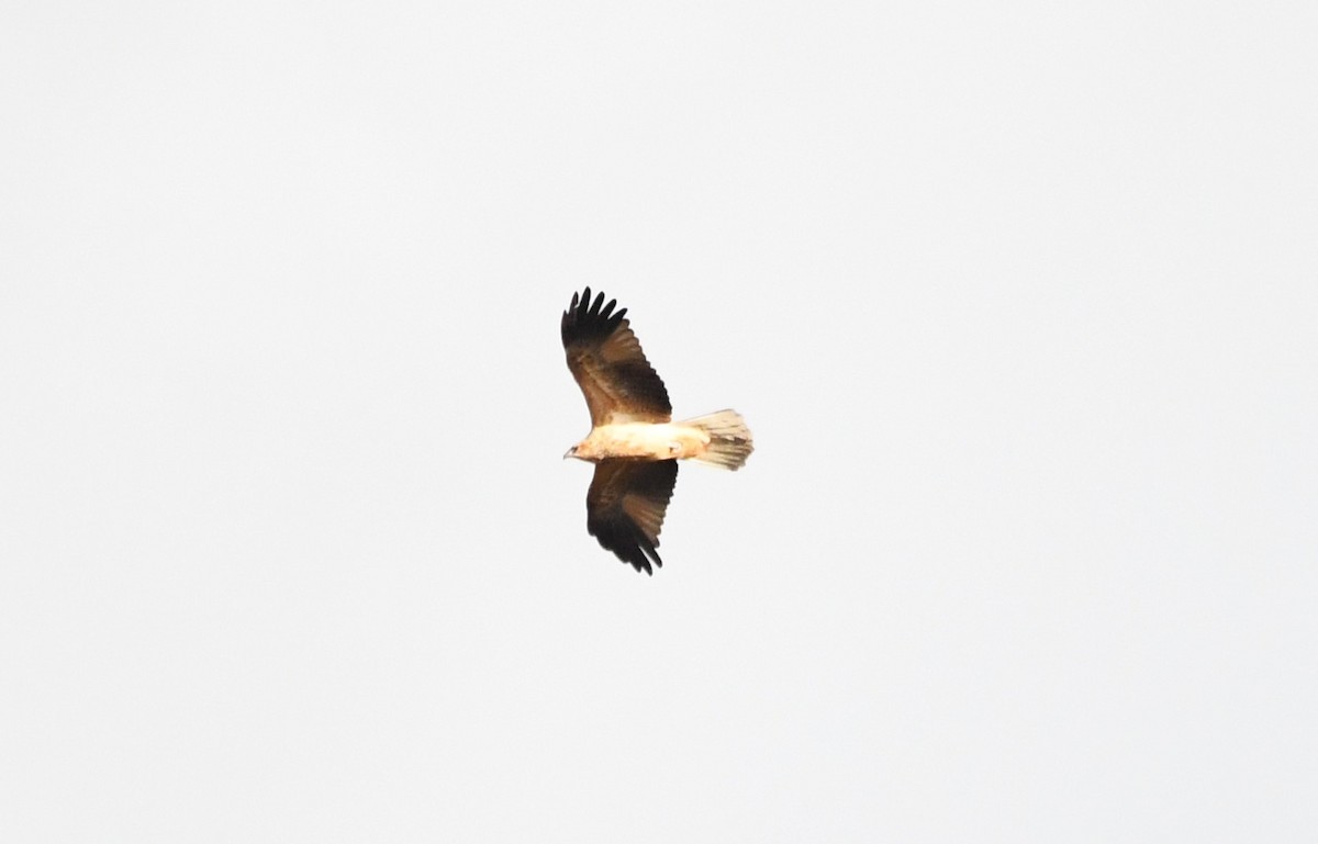 Whistling Kite - ML657790234