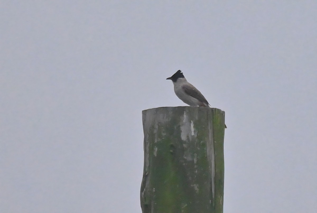 Bulbul Ventridorado - ML657790253