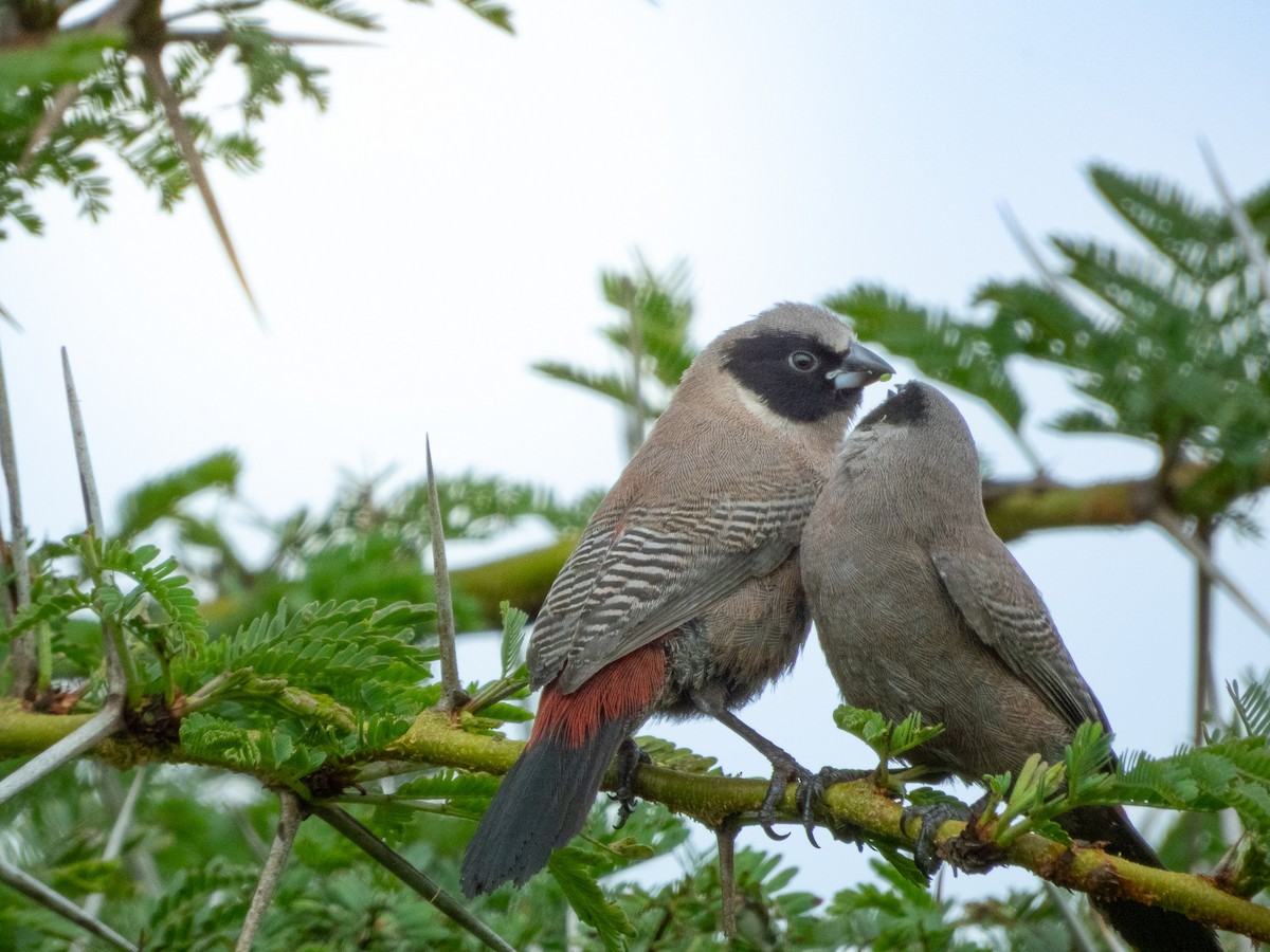 Black-faced Waxbill - ML657790288