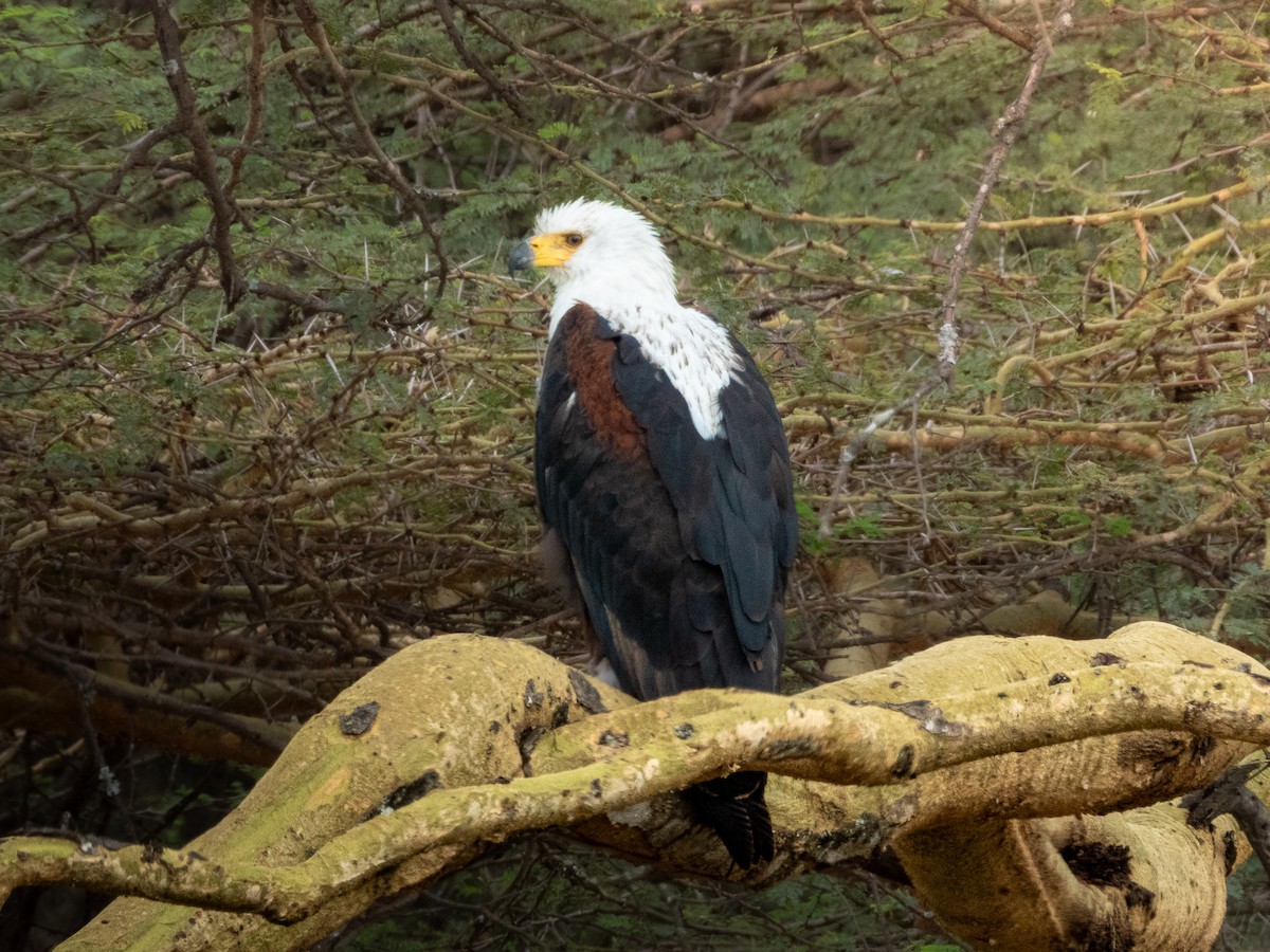 African Fish-Eagle - ML657791130
