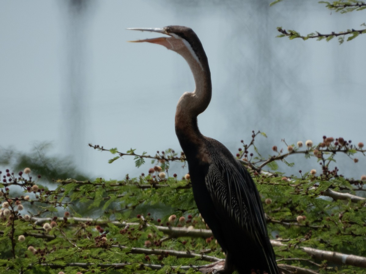 African Darter - ML657791209