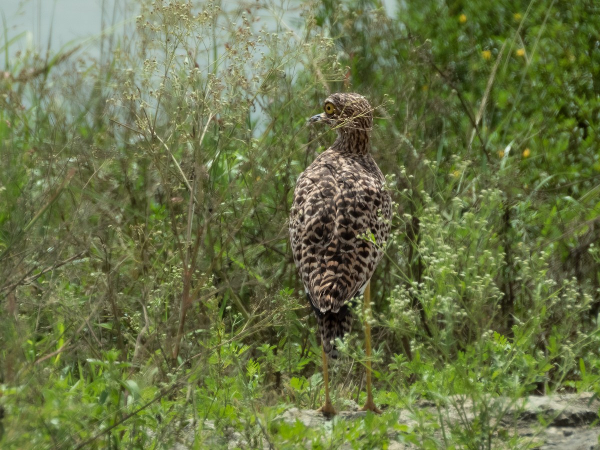 Spotted Thick-knee - ML657791311