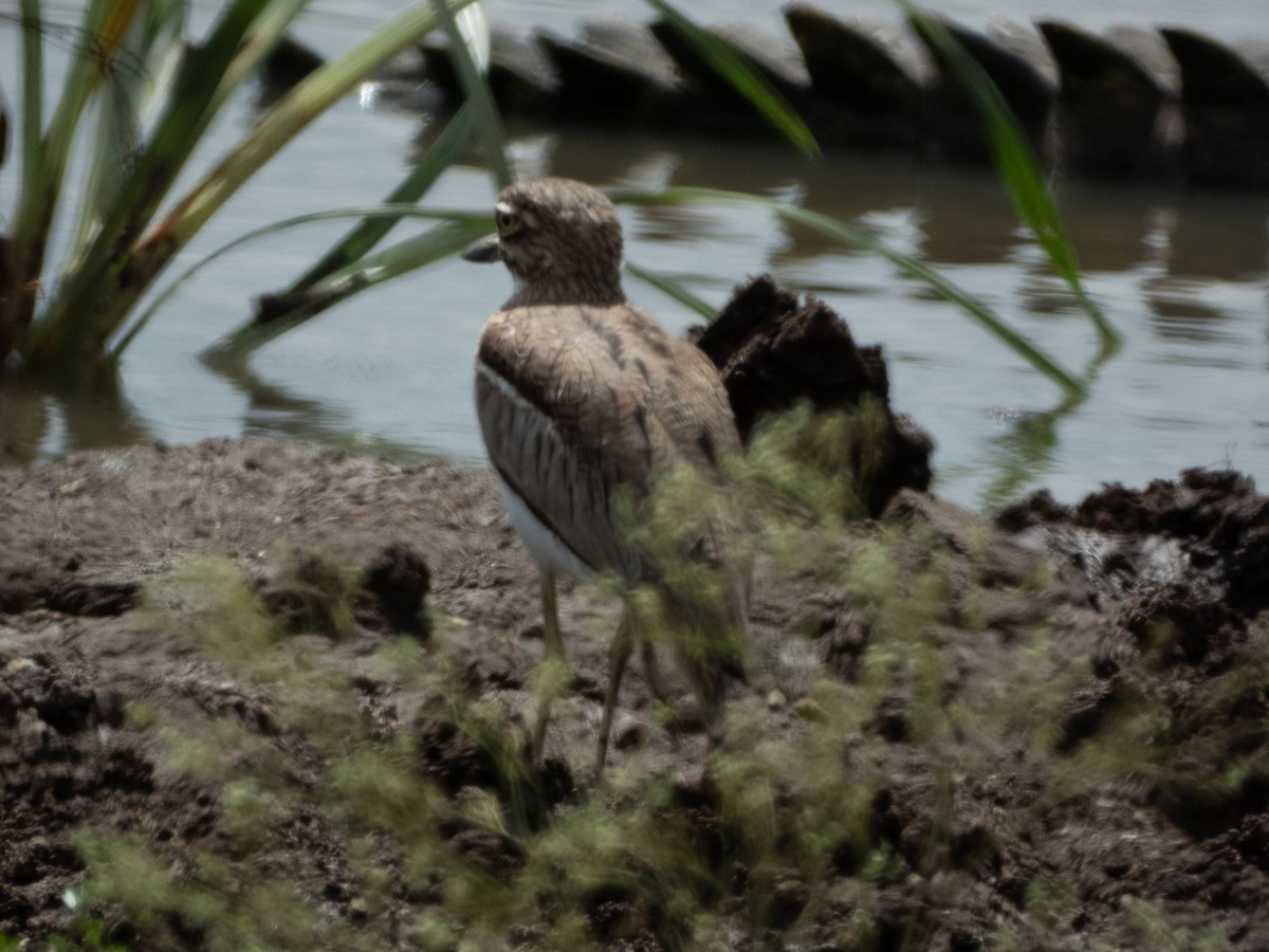 Water Thick-knee - ML657791313