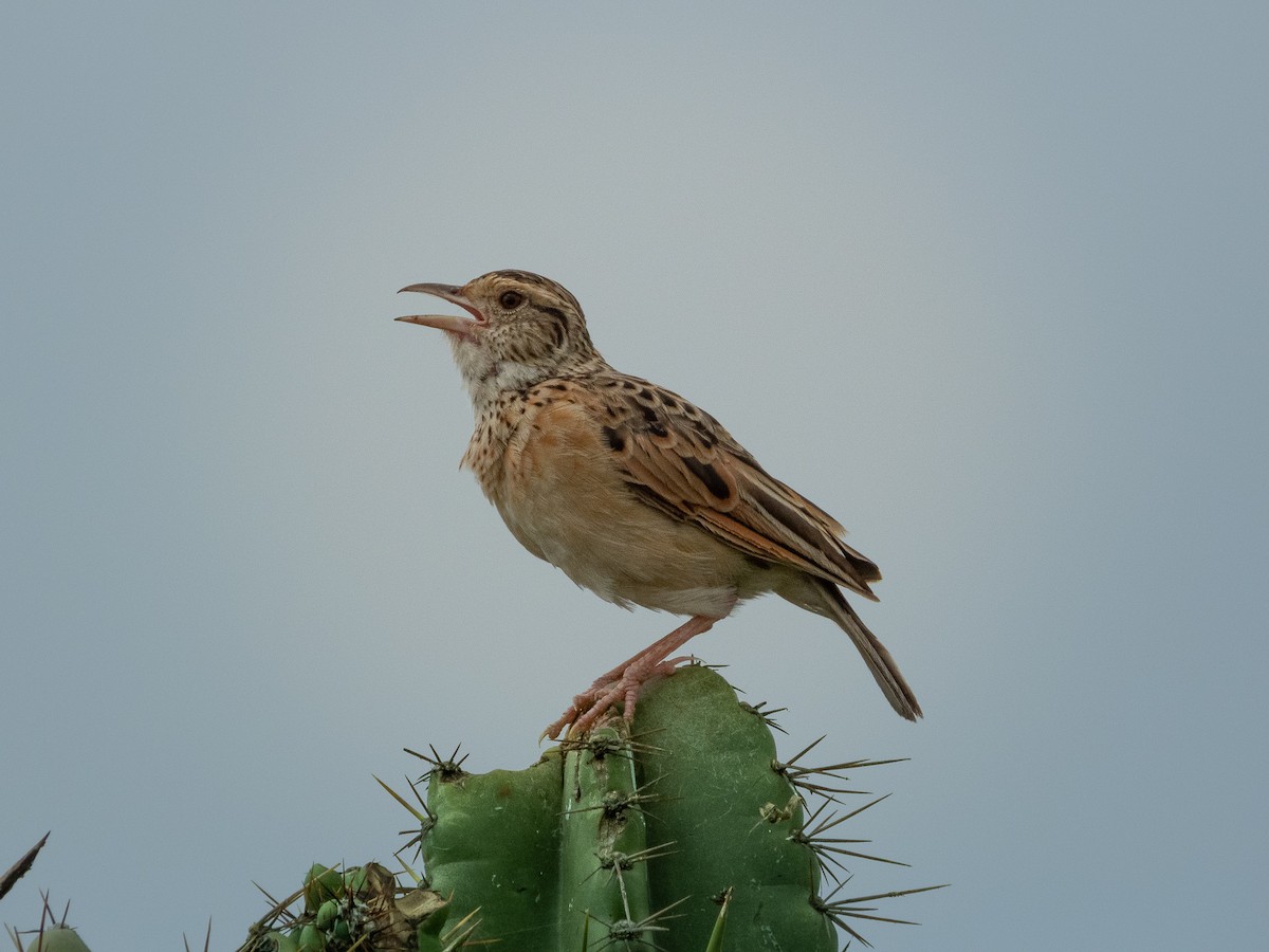 Sentinel Lark - ML657791386