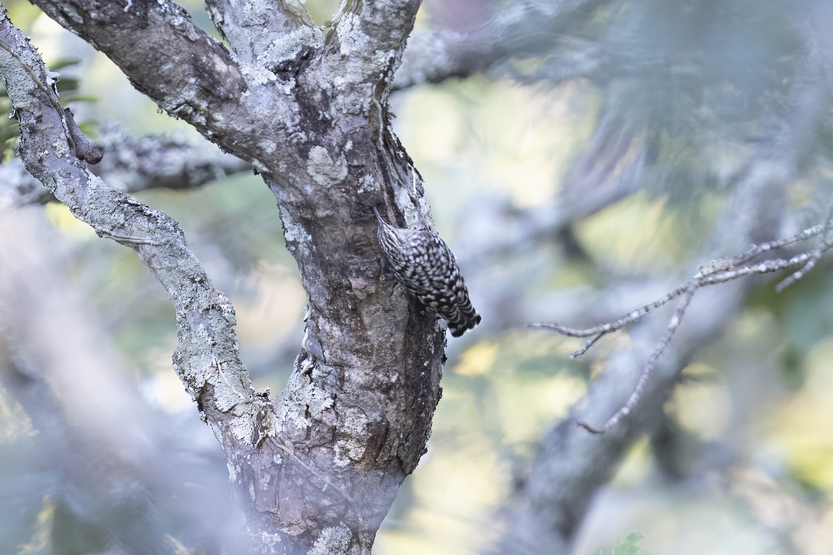 African Spotted Creeper - ML657791477