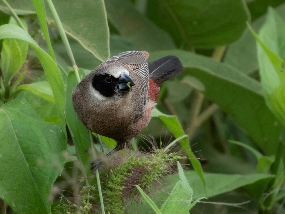 Black-faced Waxbill - ML657791507