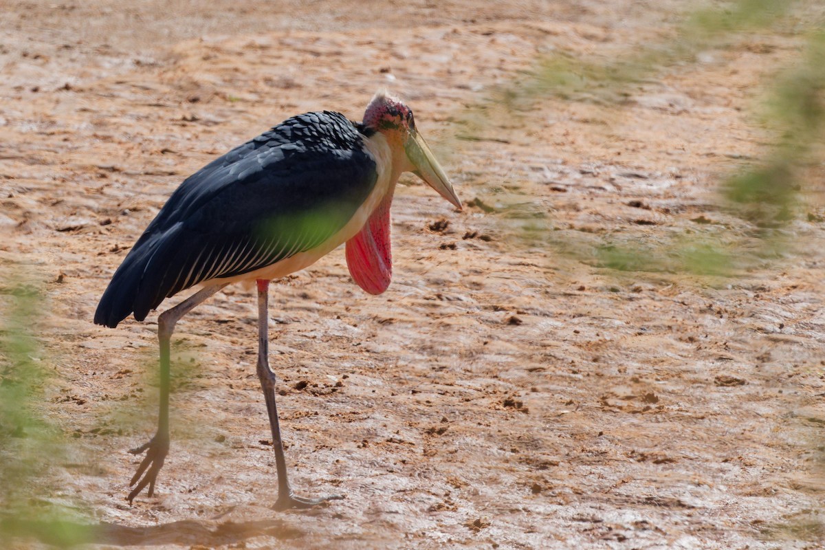 Marabou Stork - ML657791818