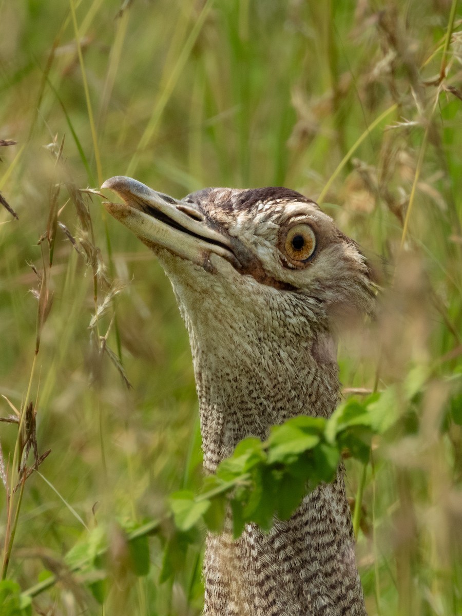 Kori Bustard - ML657791887