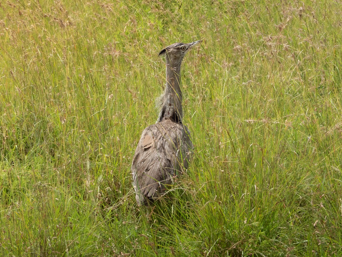 Kori Bustard - ML657791888