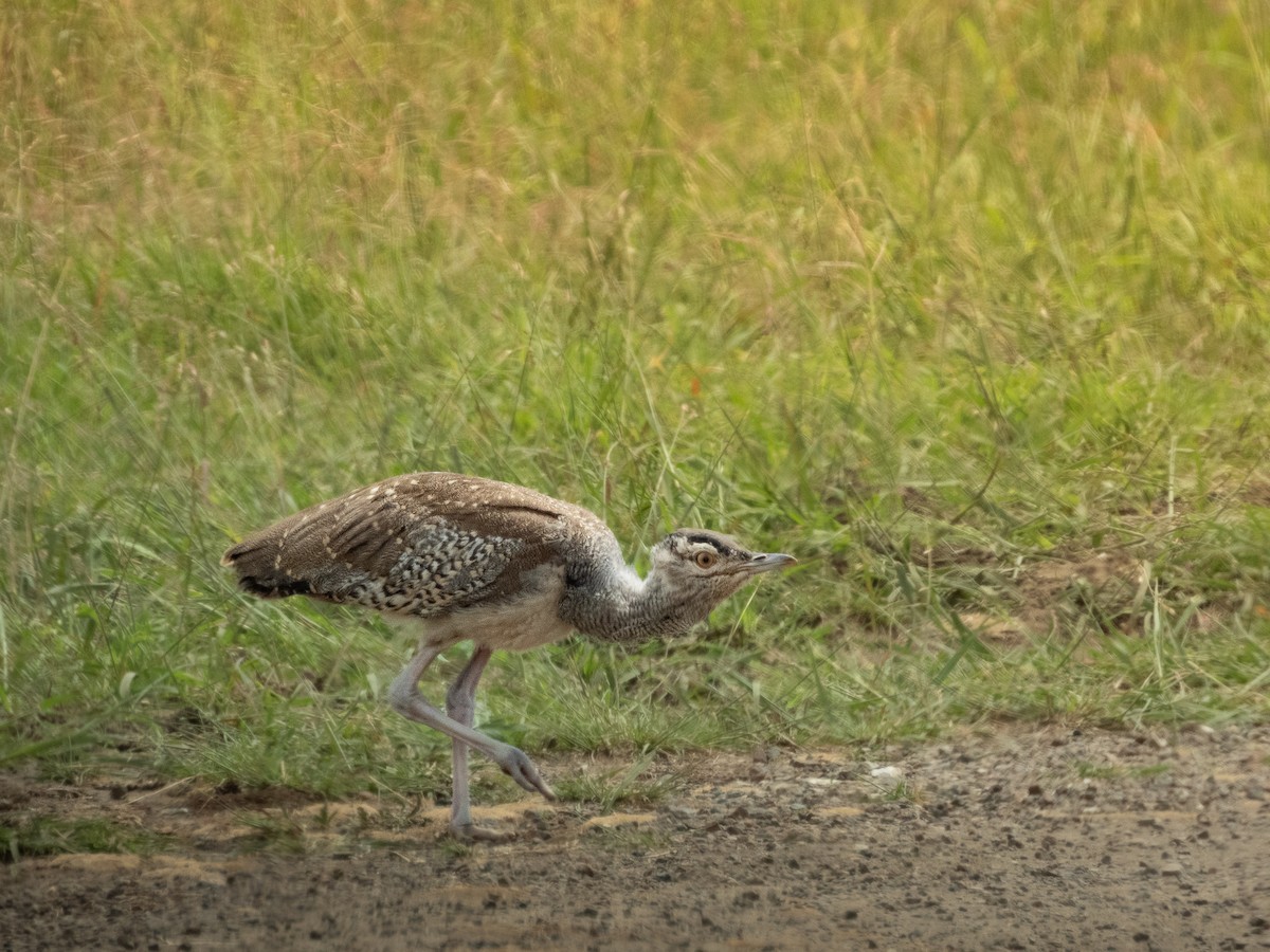 Kori Bustard - ML657791889