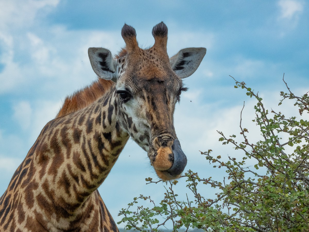 Giraffes - ML657791890