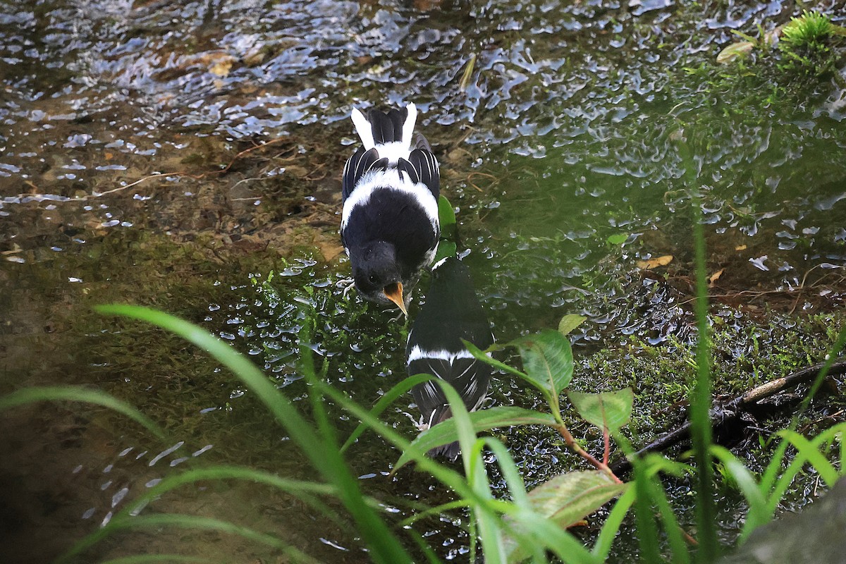 Stummelscherenschwanz - ML657792180