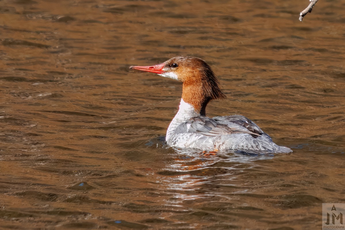 Gänsesäger - ML657792195