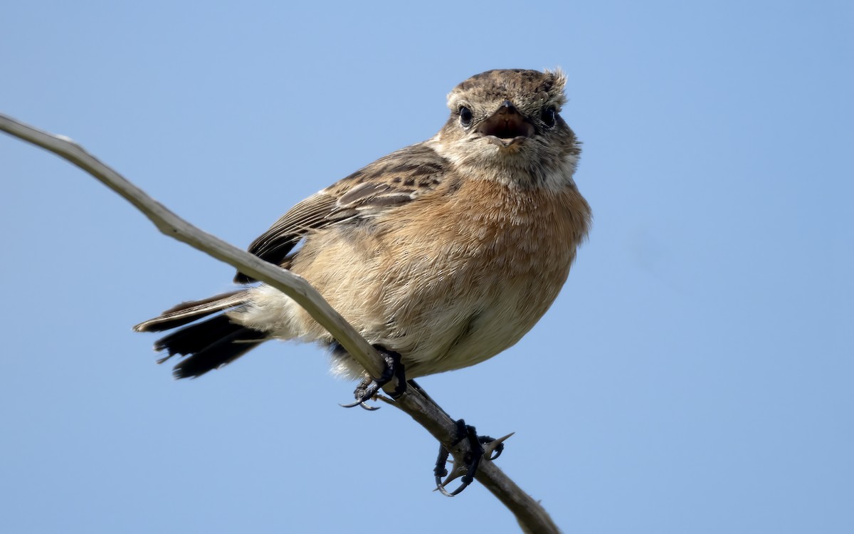 Schwarzkehlchen - ML657792202