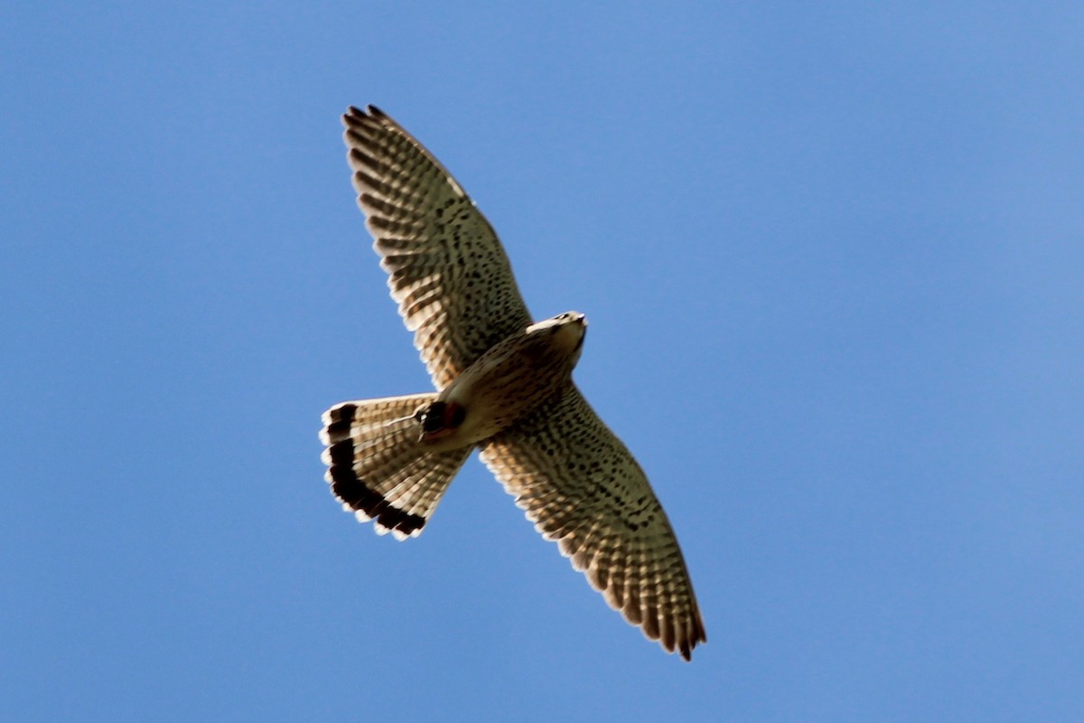 Turmfalke - ML657792210