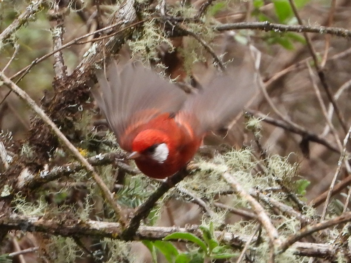 Purpurwaldsänger - ML657792211