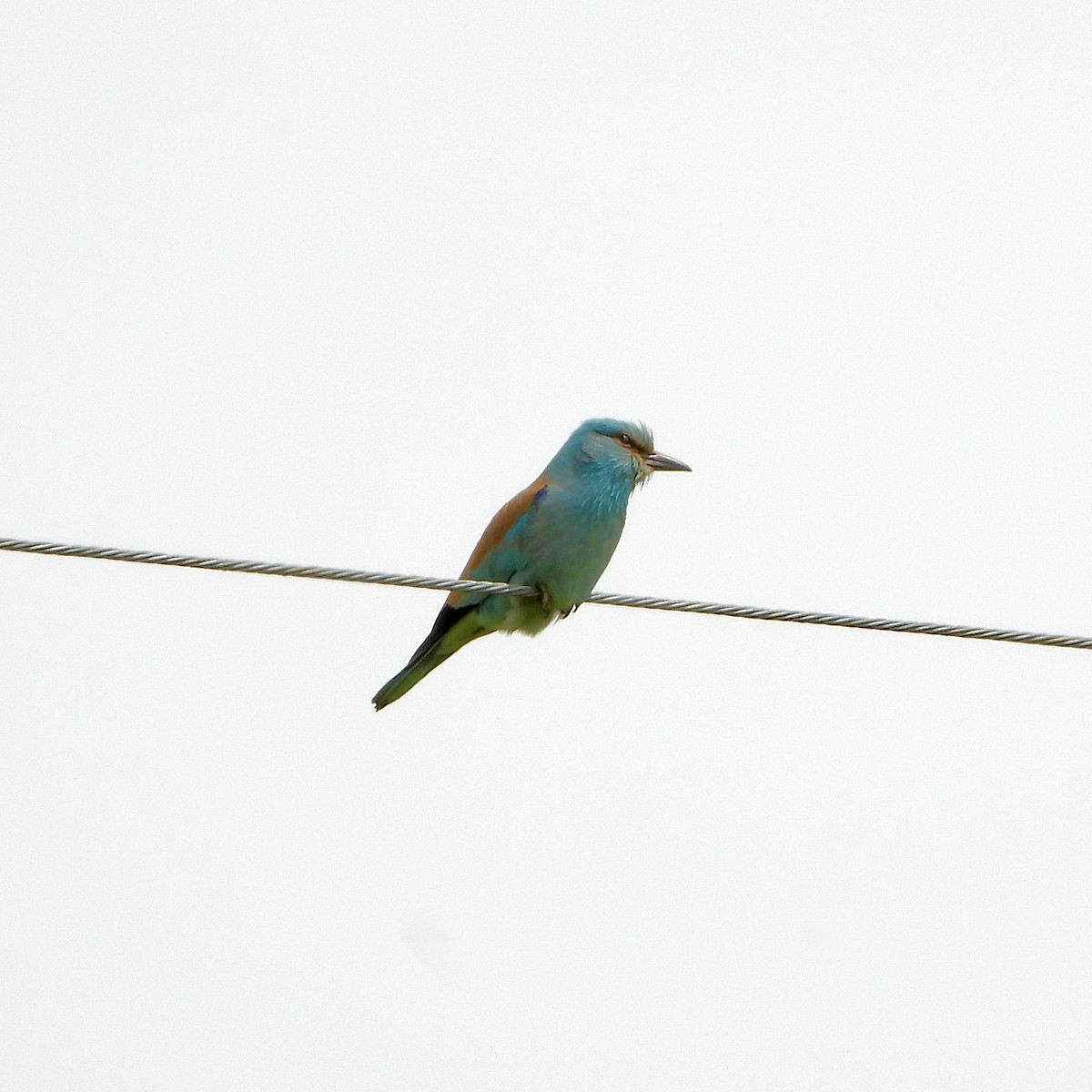European Roller - ML657792443
