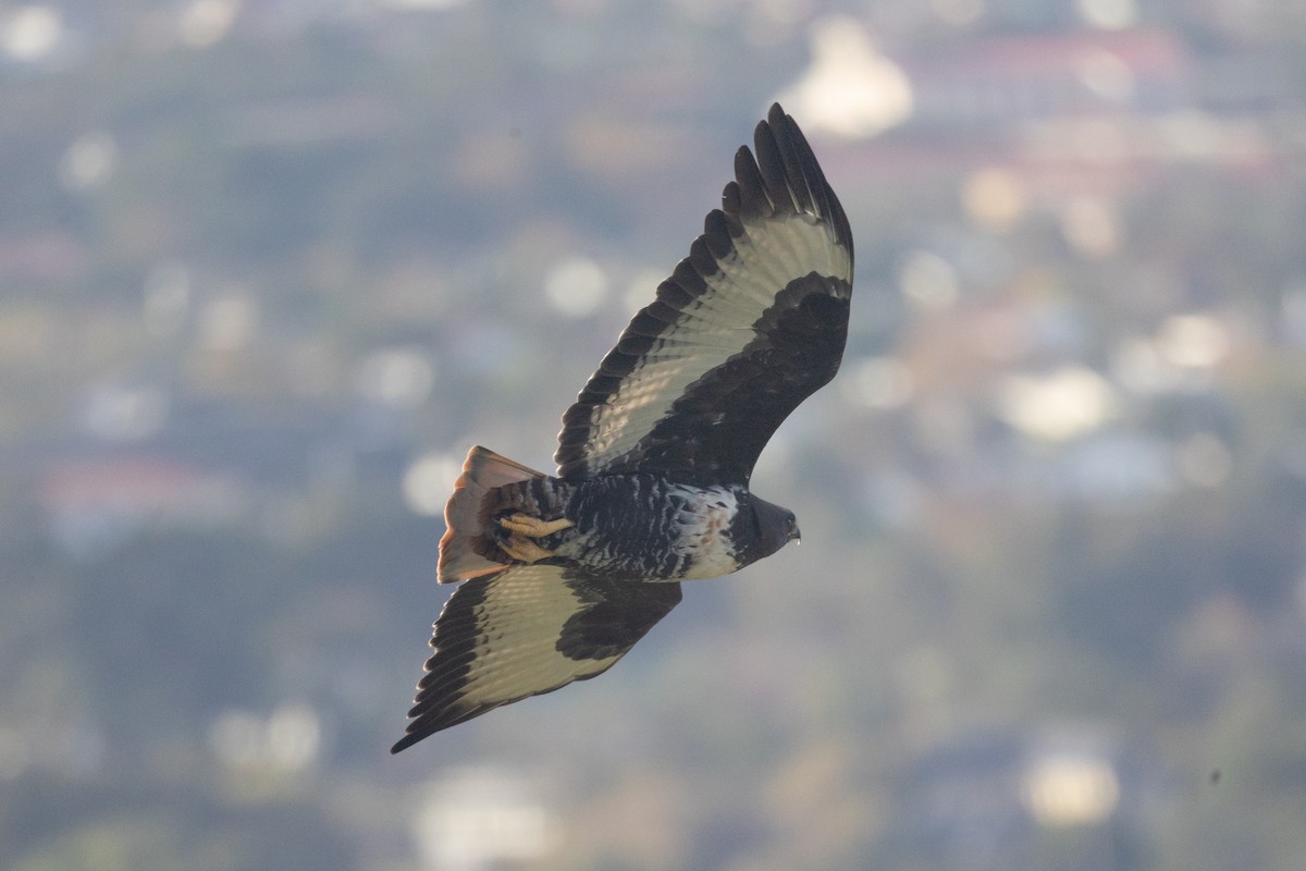 Jackal Buzzard - ML657792899