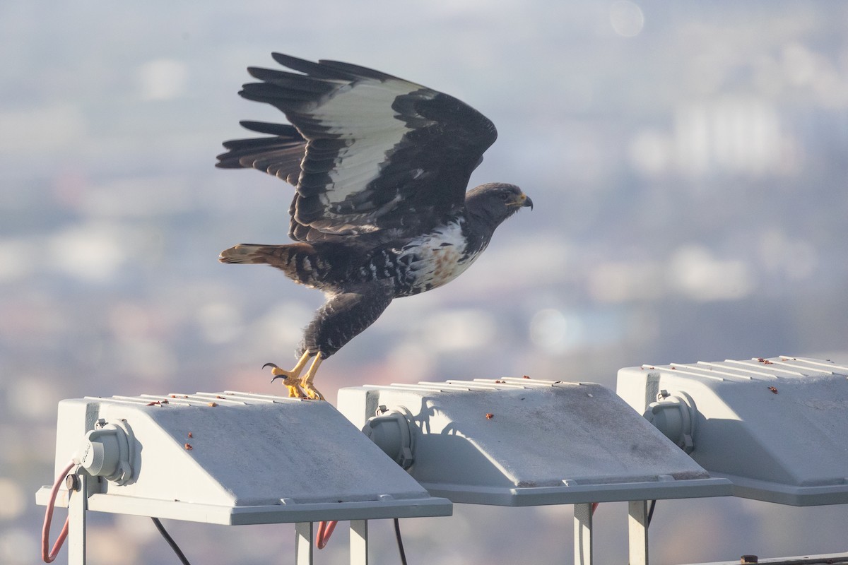 Jackal Buzzard - ML657792900