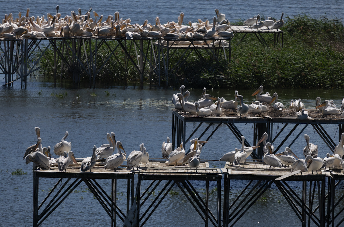 Great White Pelican - ML657792913