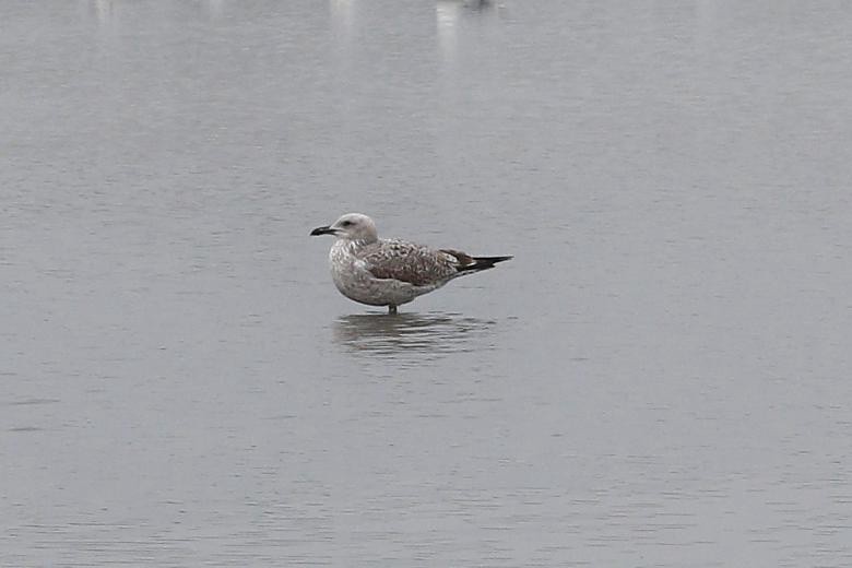 Yellow-legged Gull (michahellis) - ML657792914