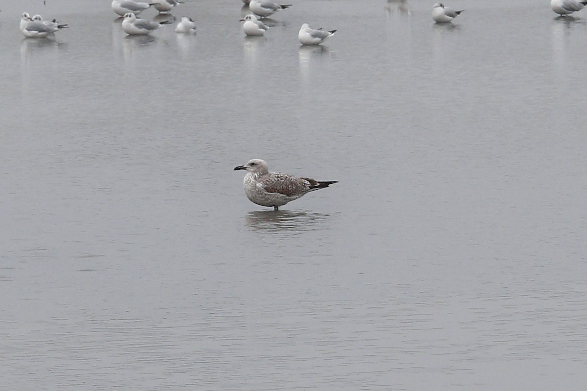 Yellow-legged Gull (michahellis) - ML657792916