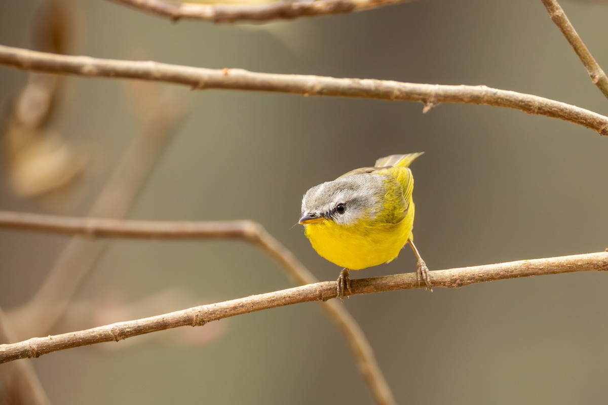 Gray-hooded Warbler - ML657792917