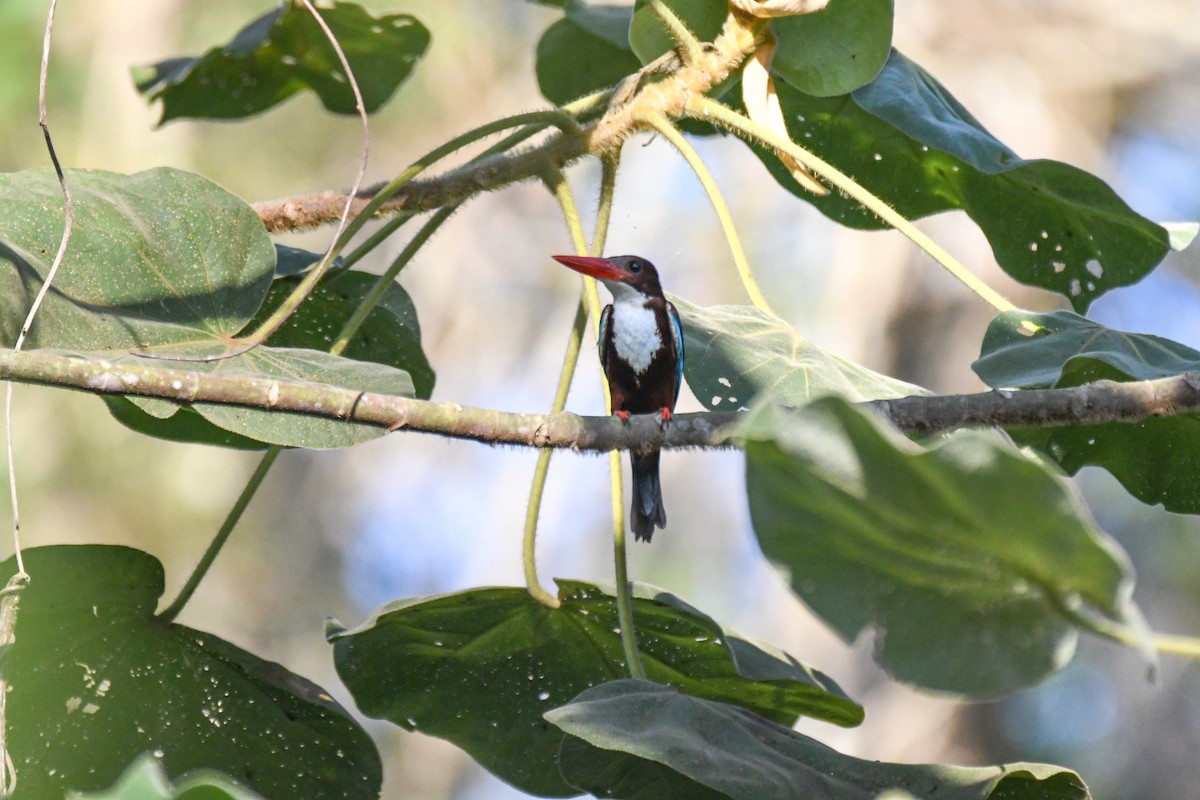 White-throated Kingfisher - ML657792922