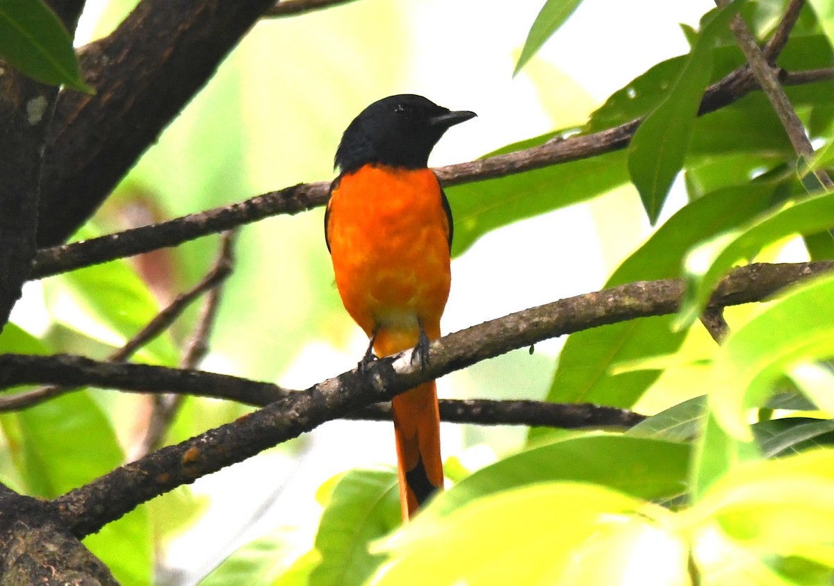 Orange Minivet - ML657792923