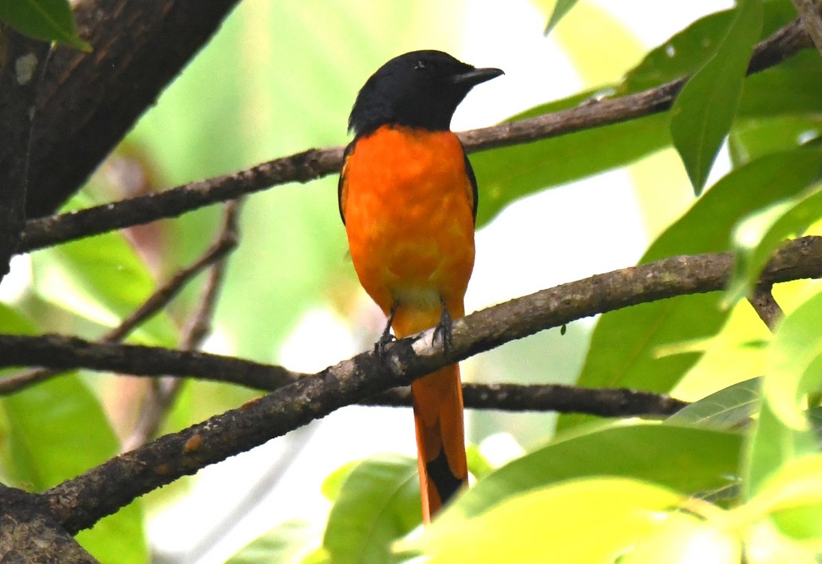 Orange Minivet - ML657792924