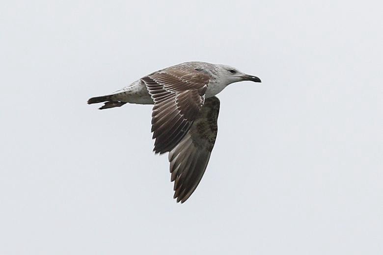 Caspian Gull - ML657792929