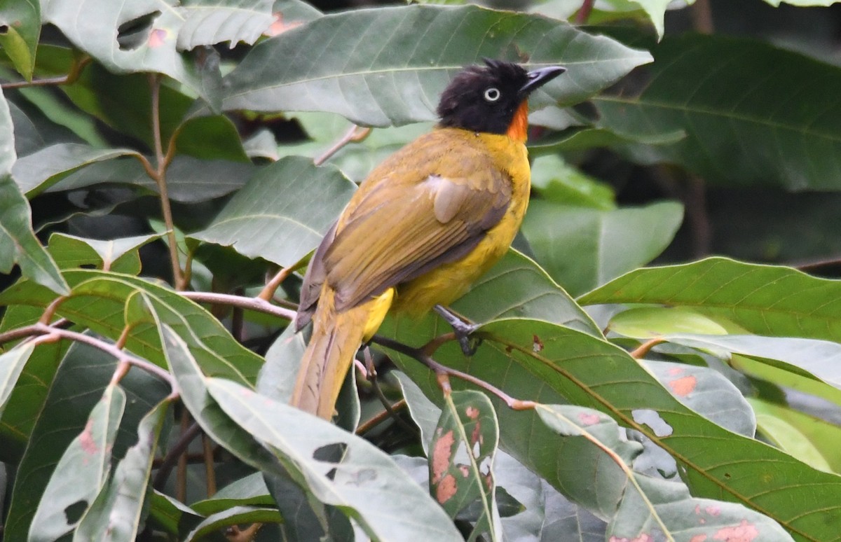 Flame-throated Bulbul - ML657792930