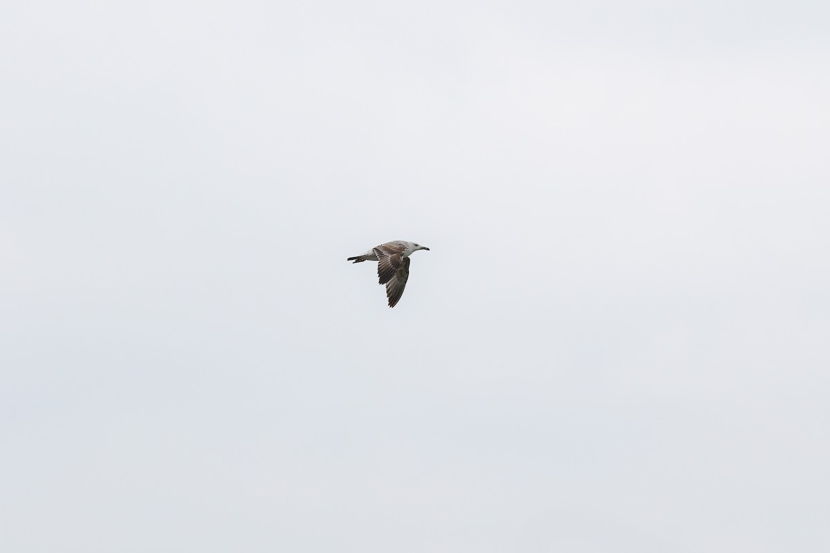 Caspian Gull - ML657792931